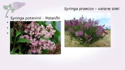 Sirel-Syringa #18