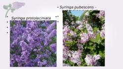 Sirel-Syringa #19