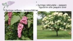 Sirel-Syringa #20