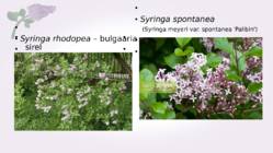Sirel-Syringa #21