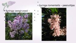 Sirel-Syringa #22