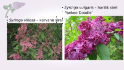 Sirel-Syringa #23