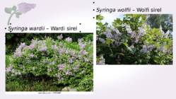 Sirel-Syringa #24