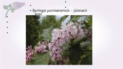 Sirel-Syringa #25