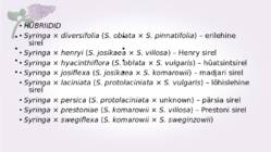 Sirel-Syringa #26