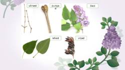 Sirel-Syringa #4