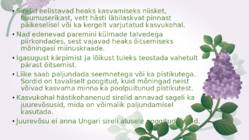 Sirel-Syringa #5