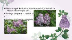 Sirel-Syringa #6