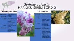Sirel-Syringa #7