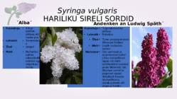 Sirel-Syringa #8