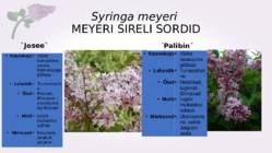 Sirel-Syringa #9