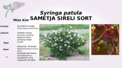 Sirel-Syringa #10