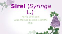 Sirel-Syringa