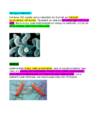 Bakterid #3