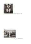 Alexey Brodovitch-Irving Penn-Richard Avedon #14