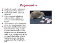 Harilik siil #3