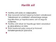 Harilik siil #4