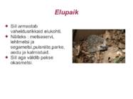 Harilik siil #6