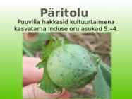 Puuvill #5