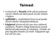 Elu vihmametsades #6