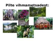 Elu vihmametsades #8