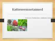 Katteseemnetaimed #13
