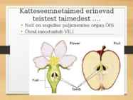 Katteseemnetaimed #14