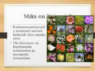 Katteseemnetaimed #15