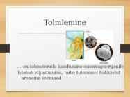 Katteseemnetaimed #18