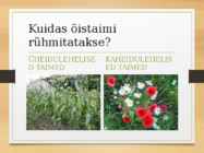 Katteseemnetaimed #25