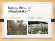 Katteseemnetaimed #26