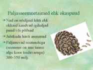 Paljasseemnetaimed #2