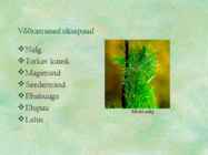 Paljasseemnetaimed #15