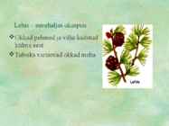 Paljasseemnetaimed #16