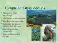 Paljasseemnetaimed #17