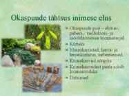 Paljasseemnetaimed #18