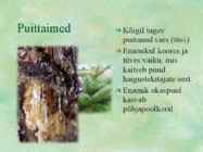 Paljasseemnetaimed #4