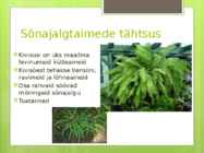 Sõnajalgtaimed #18