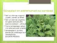 Sõnajalgtaimed #3