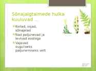 Sõnajalgtaimed #4