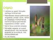 Sõnajalgtaimed #8