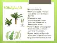 Sõnajalgtaimed #10