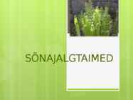 Sõnajalgtaimed