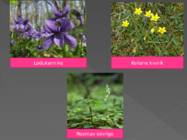 ALAM-PEDJA LOODUSKAITSEALA #6