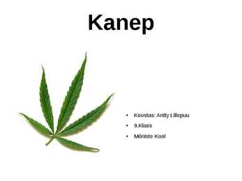 Kanep