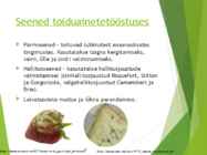Powerpointi esitlus seentest #11