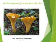 Powerpointi esitlus seentest #12