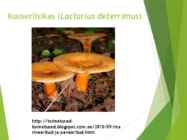 Powerpointi esitlus seentest #13