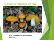Powerpointi esitlus seentest #14
