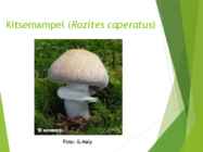Powerpointi esitlus seentest #16